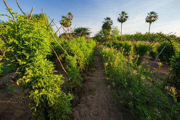 plantação de tomate orgânico no nordeste do brasil