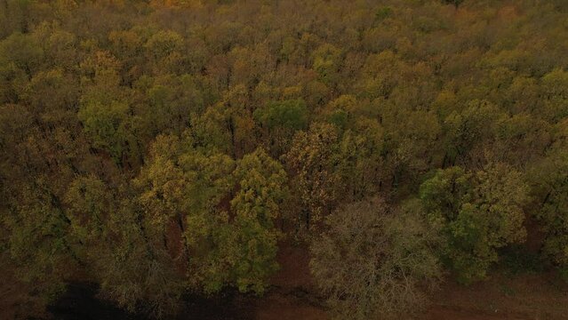 The leaves of the longoz forests change color in autumn. Aerial view of Longoz forest. Igneada, Kirklareli, Turkey