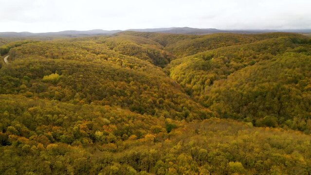 Aerial view of forest full of dense trees with yellowing leaves in autumn season. Forests on top of the mountains. Igneada, Kirklareli, Turkey 