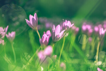 Pink Colchicum flowers in the garden in the sun. Beautiful flowers, natural background