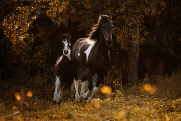 foal with mother on a meadow