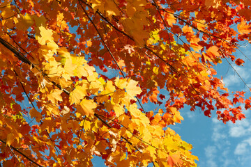 close-up of golden yellow and orange maple leaves on a blue sky