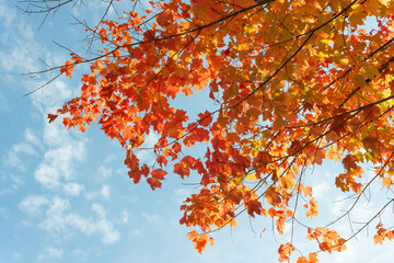 glancing up towards deep orange red maple leaves and blue sky with a smattering of cloud