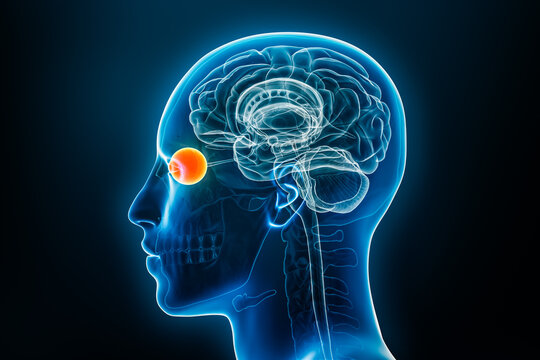 Xray lateral or profile view of the eye 3D rendering illustration with male body contours. Human anatomy, medical, biology, science, neuroscience, neurology concepts.