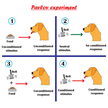 Pavlov's experiment applied to the dog, conditional mechanisms in educational psychology. Vector illustration.