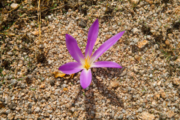 Purple flower nadir view and close up of Colchicum montanum. - obrazy, fototapety, plakaty