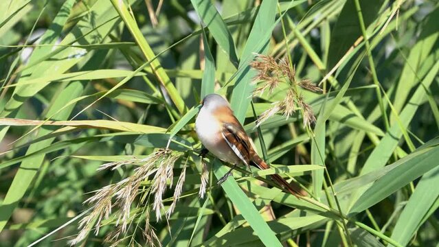 Bearded Reedling on a branch