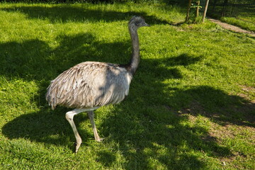 Ostrich in palace garden of Castolovice castle, Hradec Kralove region, Czech republic, Europe
