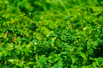 Vibrant Potato Flowers Blooming in an Organic Agricultural Farm. Embracing the Beauty of Agriculture. Eco food concept