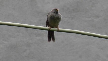 Leiothrichidae -  an Indian Jungle babbler sitting on a wire and cleaning himself, HD footage of a bird in the wild.