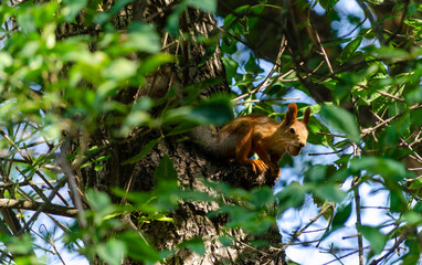 A red squirrel is gnawing a nut on a tree branch