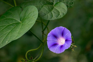 Vemos una hermosa flor silvestre , llamada campana , con su hermoso color lila y rodeada de hojas...