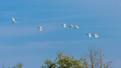 White Swans flying in formation