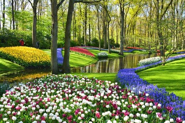 Keukenhof gardens blooming spring flowers by the pond. Colorful tulips and blue Muscari flowers. - 654906715