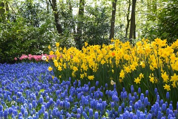 Keukenhof gardens blooming spring flowers. Colorful tulips blue Muscari and yellow daffodils flowers.