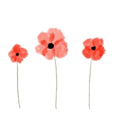 Poppies flowers drawing on white background.