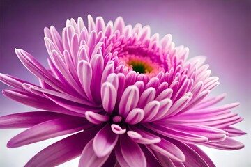 pink-purple chrysanthemum. Flower
