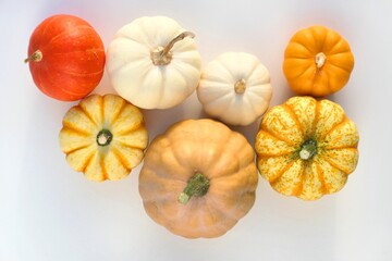 Pumpkins and squashes on white background. Autumn pumpkins varieties.