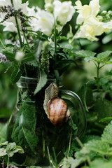 a large brown snail on a vase with branches of green mint. wildlife. animal behavior in nature