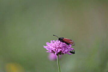 zygaena purpuralis butterfly sitting on a pink flower