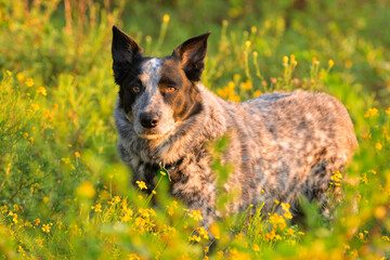 Black and white Texas Heeler dog in yellow and green wildflowers on an early morning - 654911312
