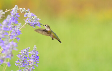 Ruby-throated Hummingbird in flight, feeding on a purple salvia flowers with green background - 654911363