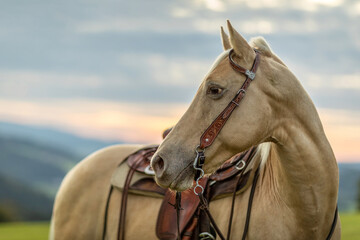 Portrait of a palomino caballo deporte espanol (CDE) horse during sundown in summer outdoors - obrazy, fototapety, plakaty