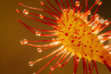 Vibrant Red Blossom, Detailed Close-up of Botanical Petal up Close. Vibrant red flower in detailed close-up, showcasing botanical beauty.