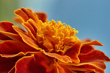 Red-orange Tagetes flower close up. Autumn bright flower macrophoto