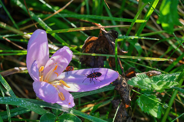 Firebug beetles, Pyrrhocoris apterus crawl on Colchicum flowers. Delicate pink autumn flower close-up with red bugs on them