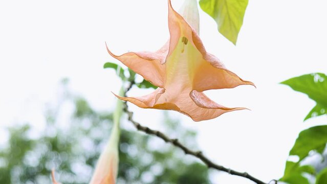 Poisonous yellow devil's trumpet  (Datura Metel)  flowers