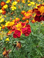 Marigold - bright bed and yellow flowers