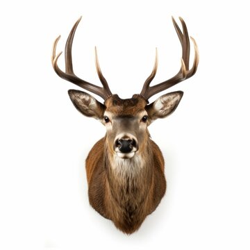 Deer Taxidermy wall mounted isolated white background