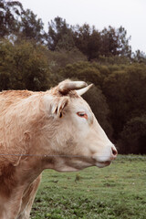 Toro galego pastando en el prado