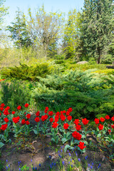 Bright red miniature blooming tulips with narrow leaves in the garden