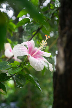 Hibiscus rosa-sinensis  in gurden