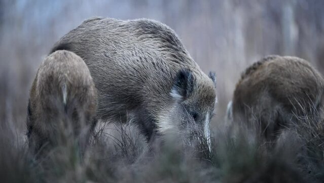 Wild boar ( Sus scrofa ) close up	