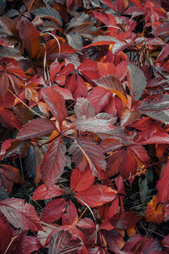 Red leaves with dew in autumn morning concept photo. Autumn atmosphere image.