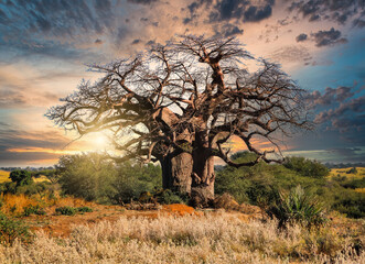 baobab tree