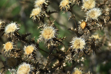 Background of beautiful dried thistle flowers