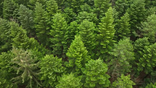Pine trees from an aerial shot forest Normandy France nature 