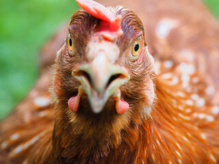 Portrait of a red hen chicken on  farm, close-up. Selective focus.