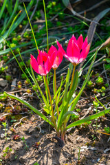 Bright red miniature blooming tulips with narrow leaves in the garden