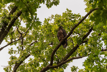 Bald Eaglet Perched On A Tree Branch In Summer In Wisconsin
