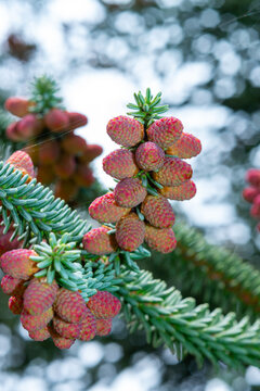 Abies pinsapo - cones on branches with green needle-like leaves, botanical garden, Ukraine