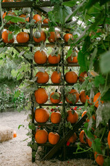 pumpkins in the garden