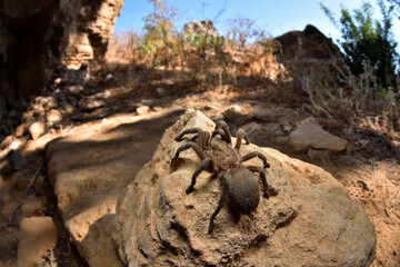 Wideangle Closeup of the Middle East gold tarantula Chaetopelma olivaceum (Araneae: Theraphosidae),...