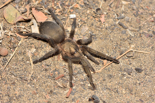 Closeup of the Middle East gold tarantula Chaetopelma olivaceum (Araneae: Theraphosidae), one of the largest Mediterranean spider species photographed in its biotope in Paphos, Cyprus.