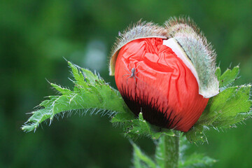 poppy bud close-up, spider on a flower - 654932184