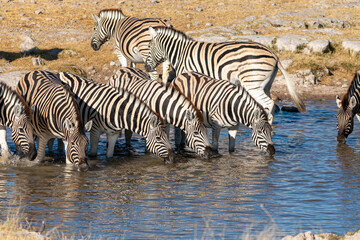 Fototapeta na wymiar Zebras at the Waterhole